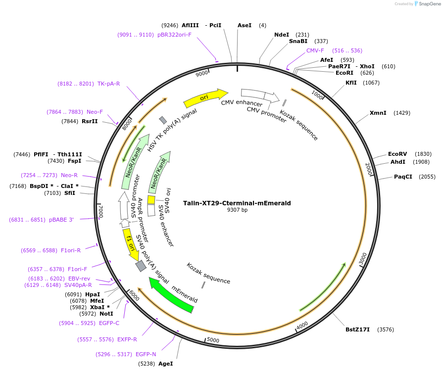 202364-plasmid-map-sequence-id-402917