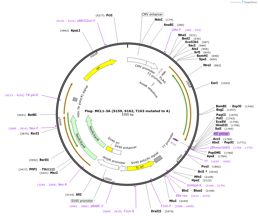 197458-plasmid-map-sequence-id-402918