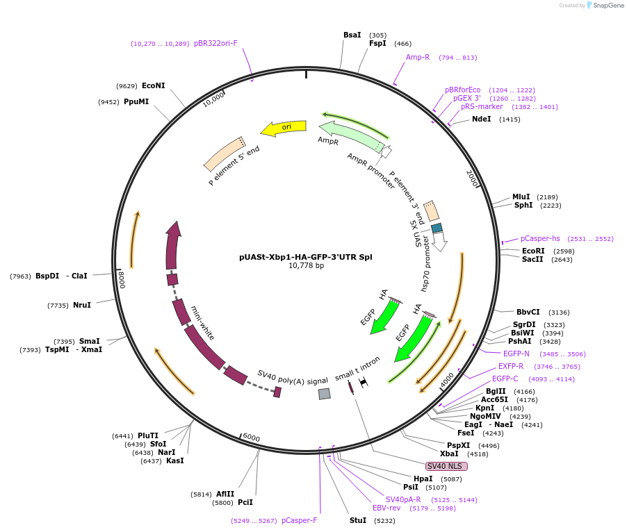 201246-plasmid-map-sequence-id-402919