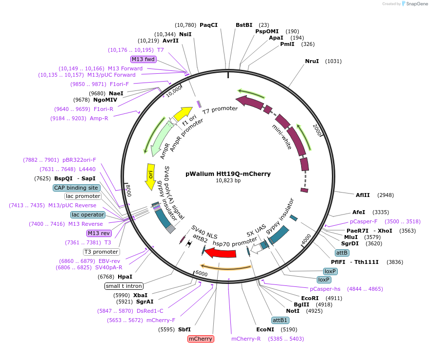 201248-plasmid-map-sequence-id-402920