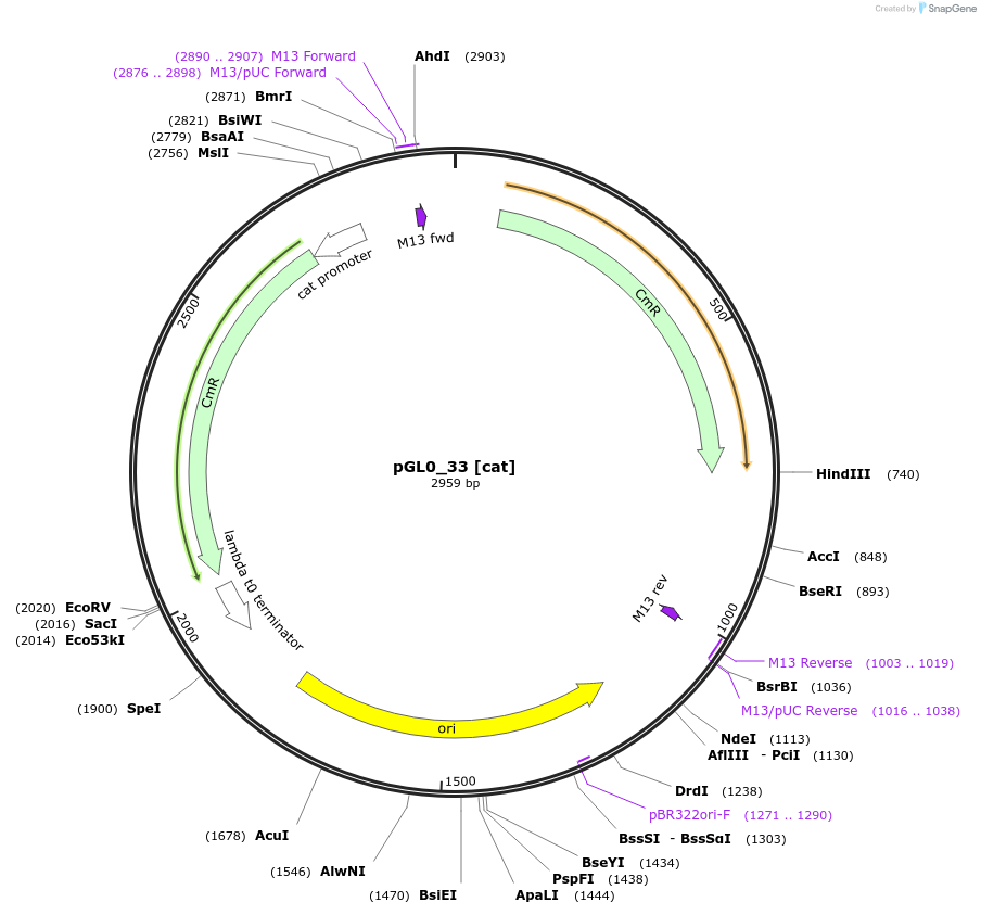 198946-plasmid-map-sequence-id-402923