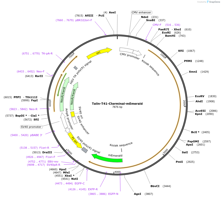 202356-plasmid-map-sequence-id-402930