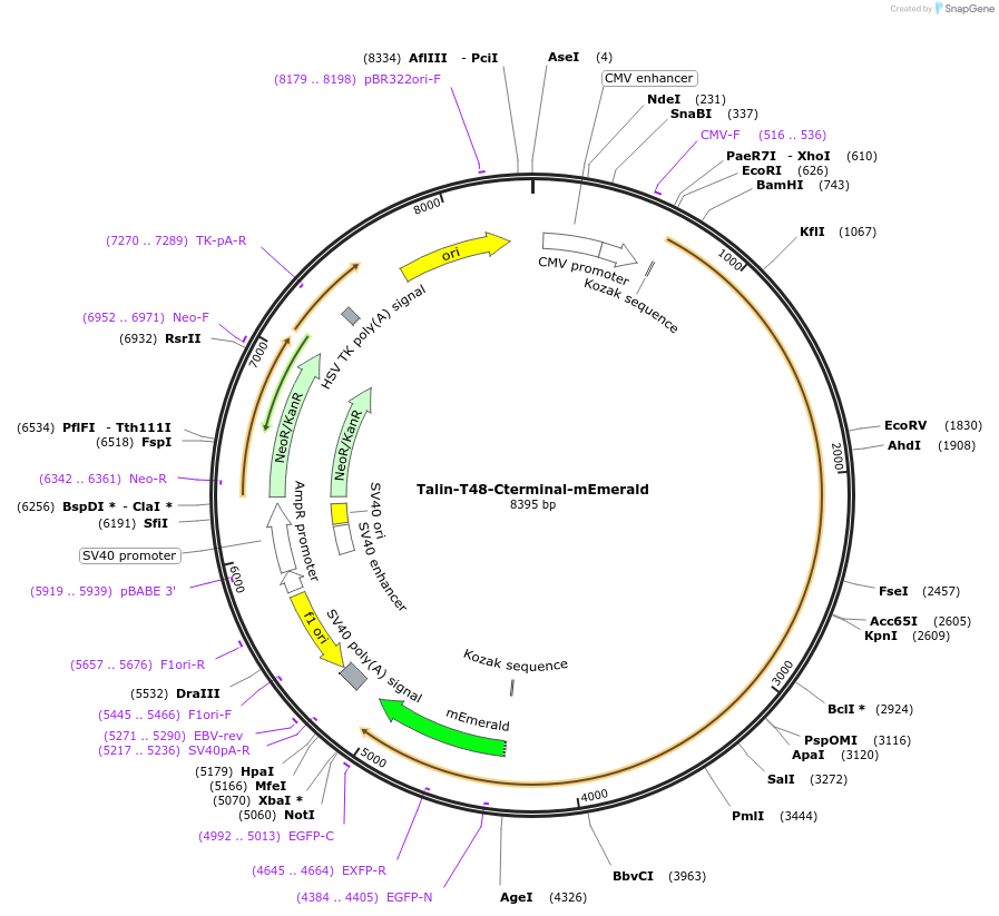 202354-plasmid-map-sequence-id-402933