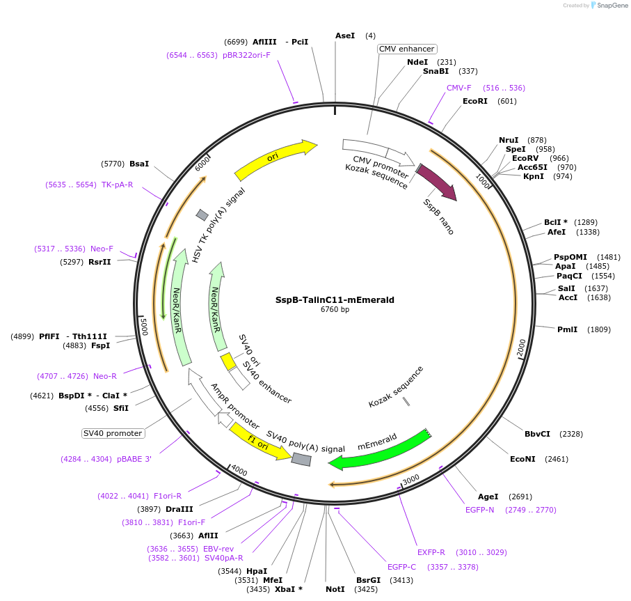202403-plasmid-map-sequence-id-402935