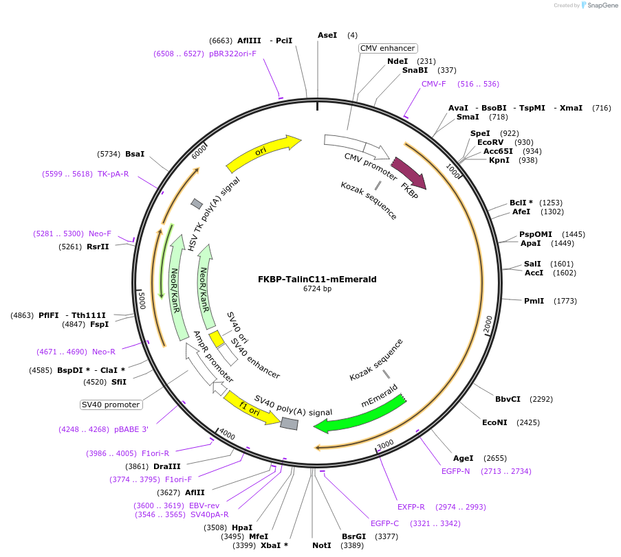 202381-plasmid-map-sequence-id-402936