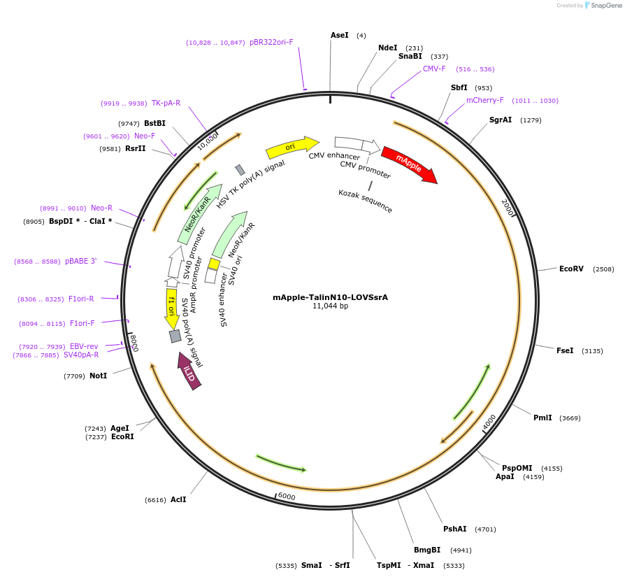 202402-plasmid-map-sequence-id-402938