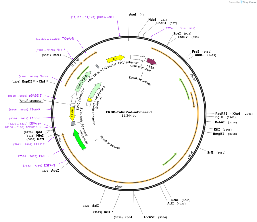 202382-plasmid-map-sequence-id-402939