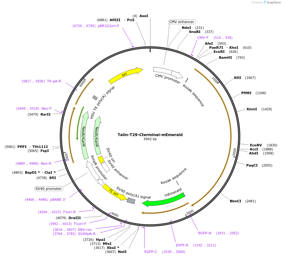 202358-plasmid-map-sequence-id-402941