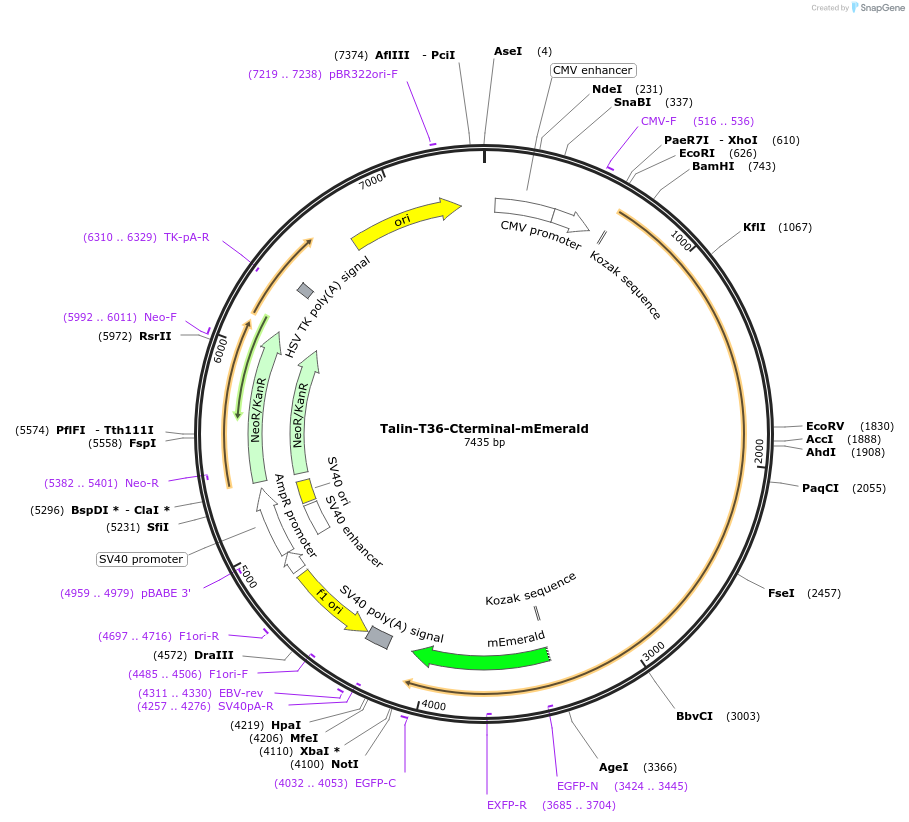 202357-plasmid-map-sequence-id-402942