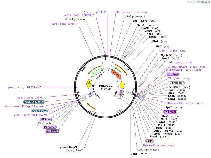 203742-plasmid-map-sequence-id-402961