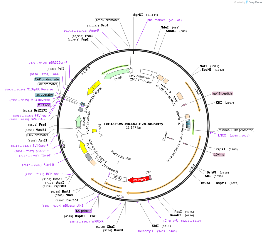 203863-plasmid-map-sequence-id-402964