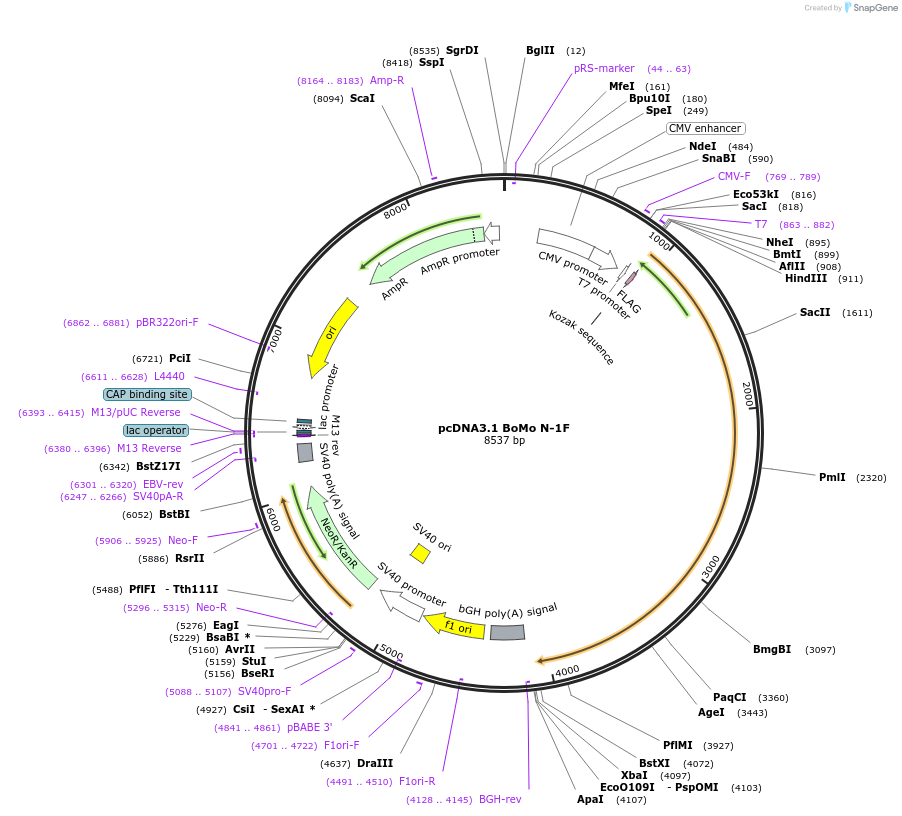 203761-plasmid-map-sequence-id-402976