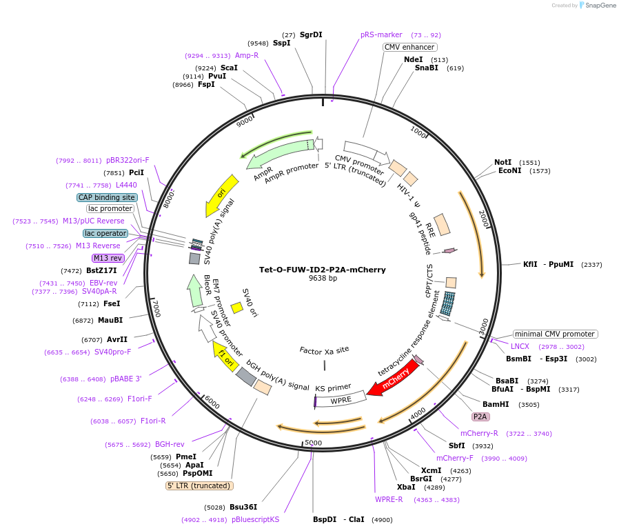 203865-plasmid-map-sequence-id-402978