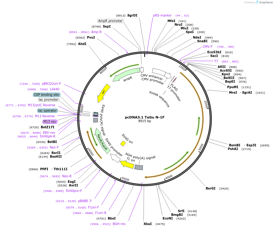 203762-plasmid-map-sequence-id-402979