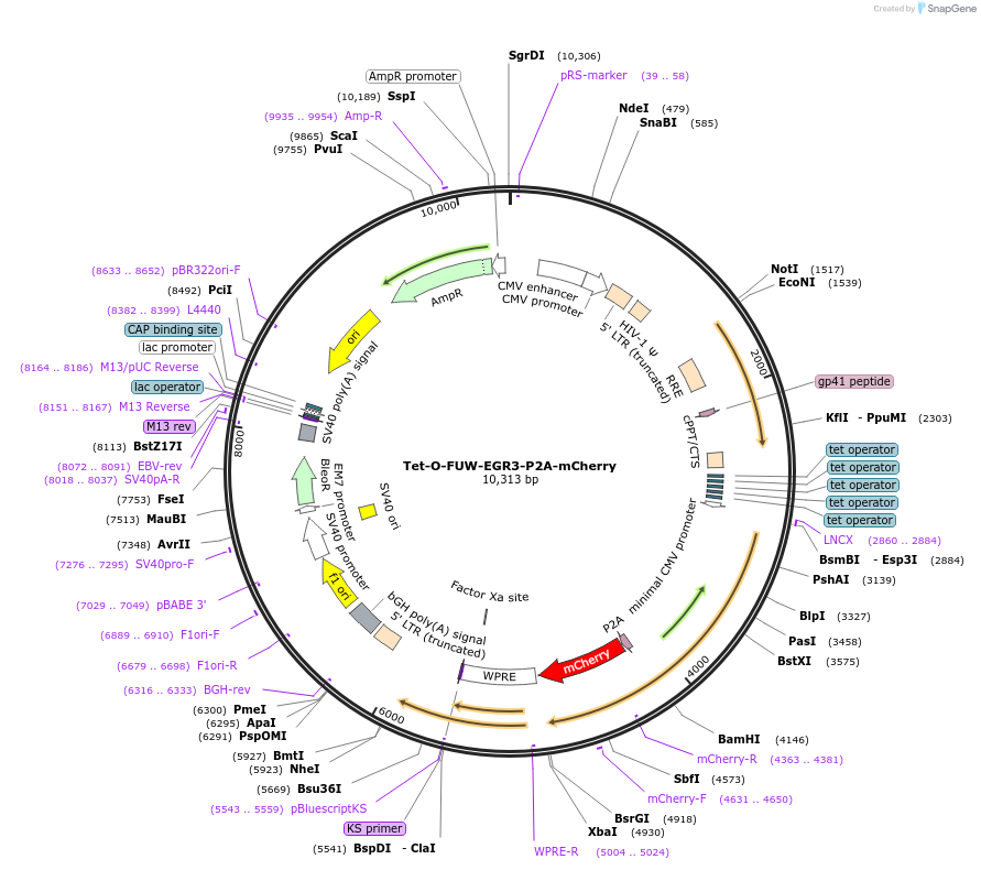 203861-plasmid-map-sequence-id-402984