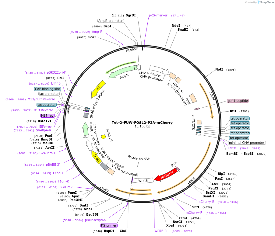 203860-plasmid-map-sequence-id-402990