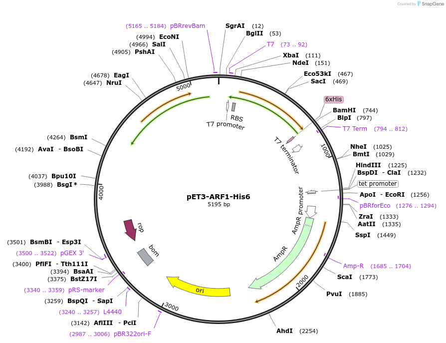 201883-plasmid-map-sequence-id-402993
