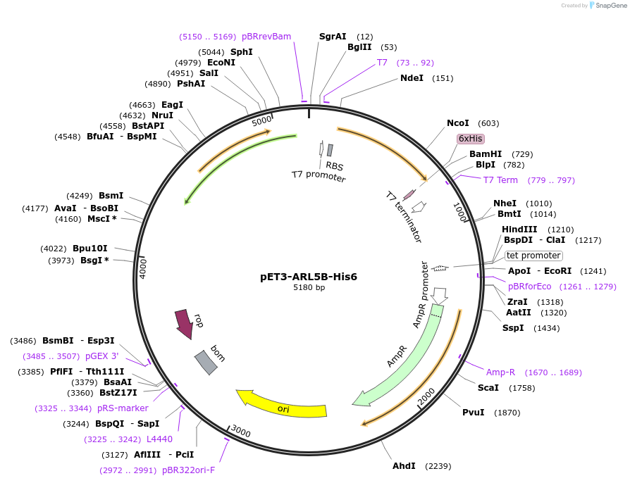 201870-plasmid-map-sequence-id-402996