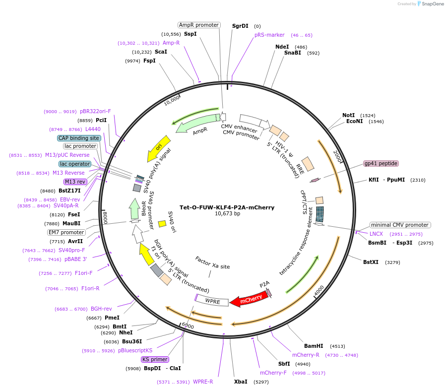 203855-plasmid-map-sequence-id-402997