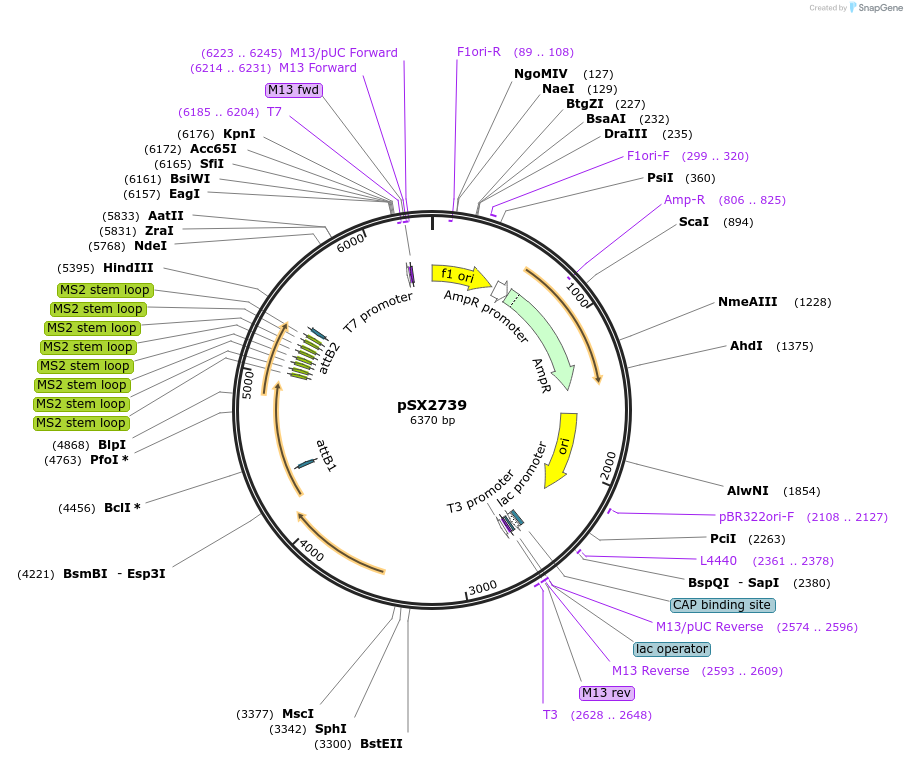 200765-plasmid-map-sequence-id-403000
