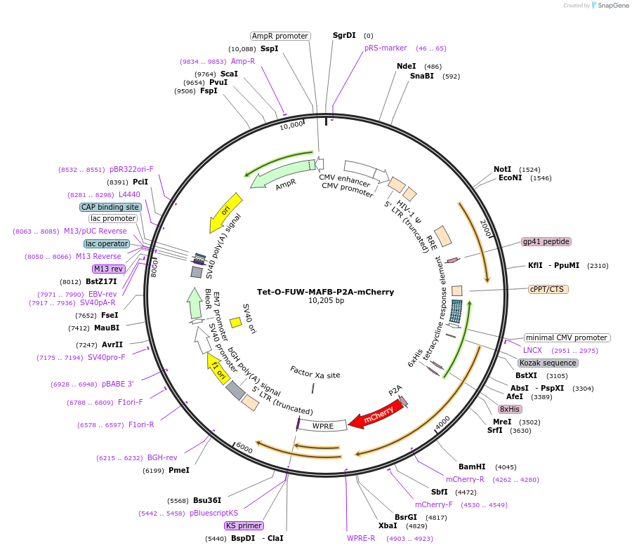 203866-plasmid-map-sequence-id-403001
