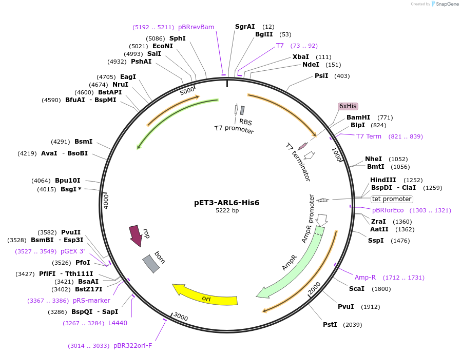 201871-plasmid-map-sequence-id-403006