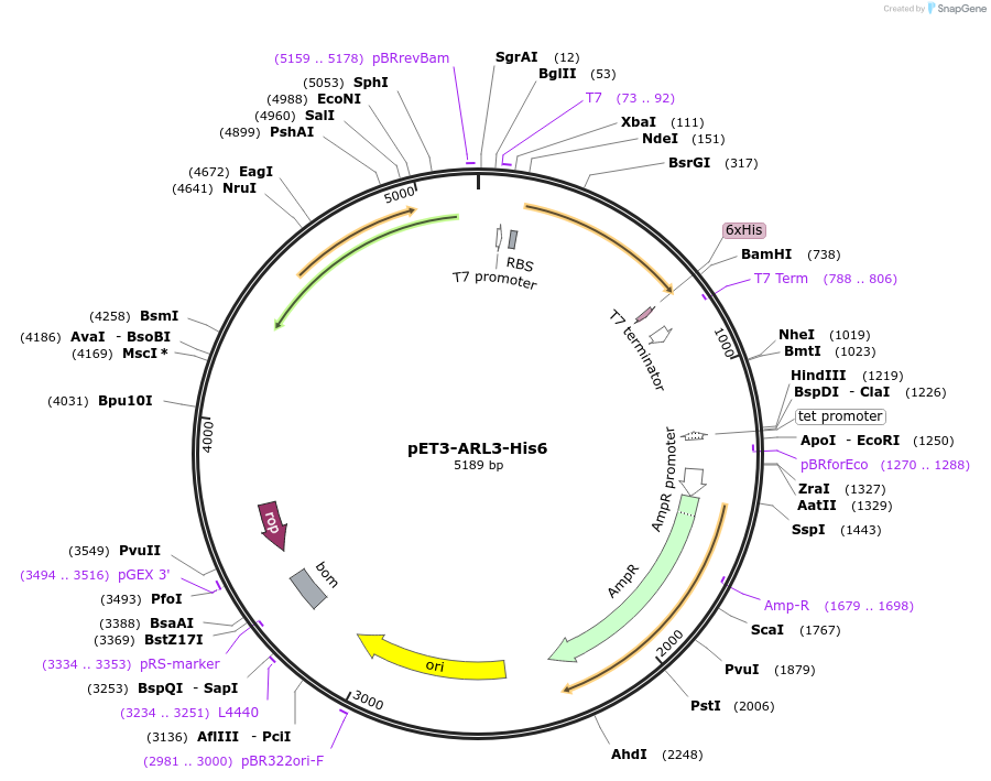 201868-plasmid-map-sequence-id-403014