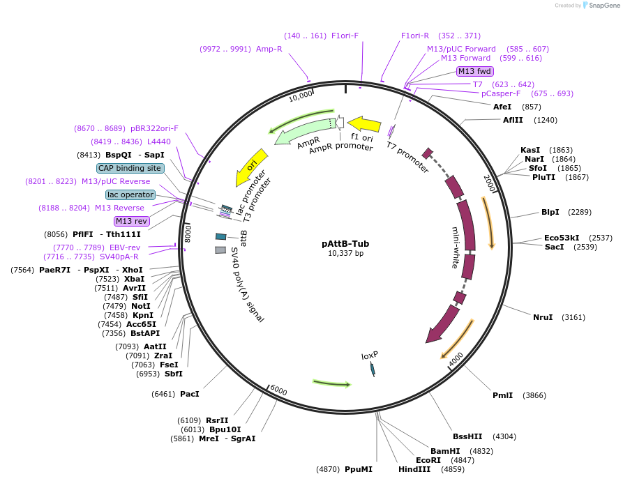 203966-plasmid-map-sequence-id-403023