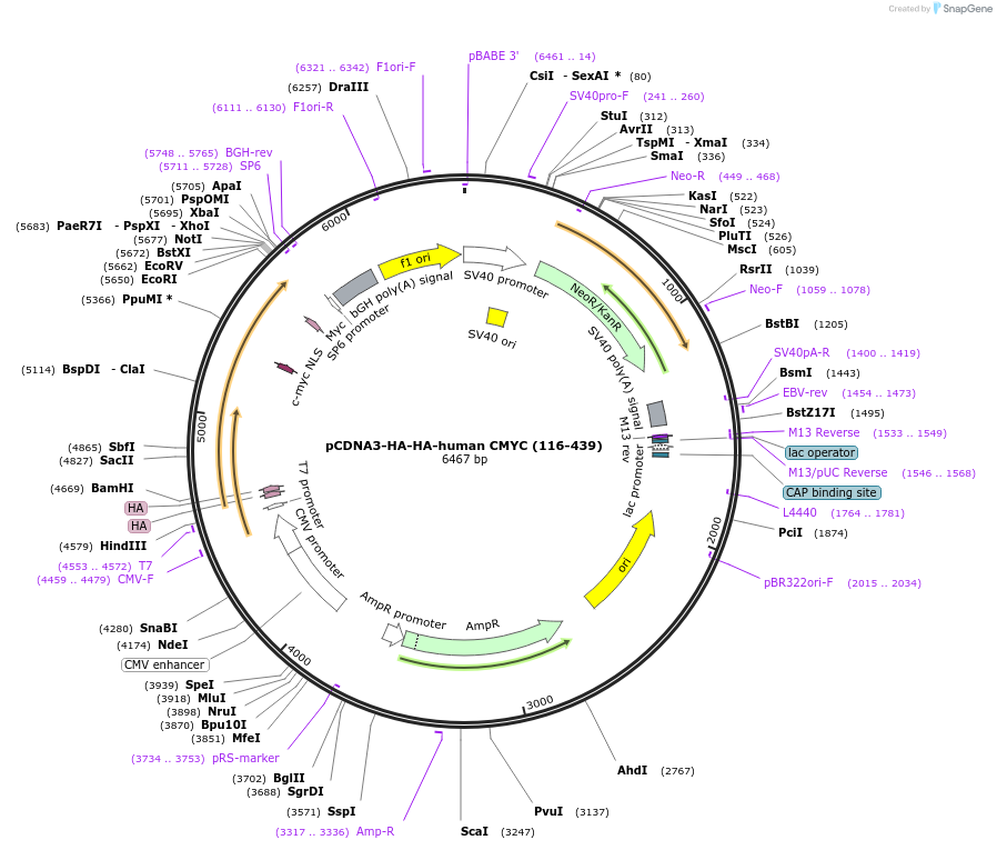 203425-plasmid-map-sequence-id-403024