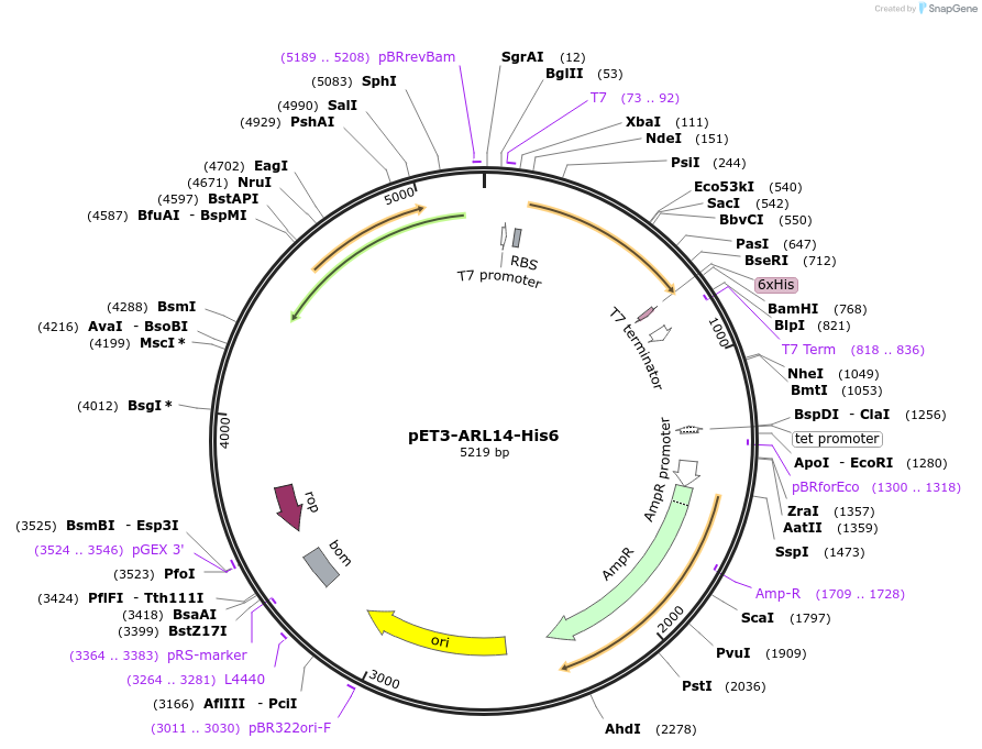 201878-plasmid-map-sequence-id-403025
