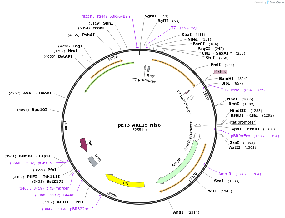 201880-plasmid-map-sequence-id-403026
