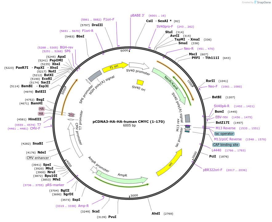 203426-plasmid-map-sequence-id-403027