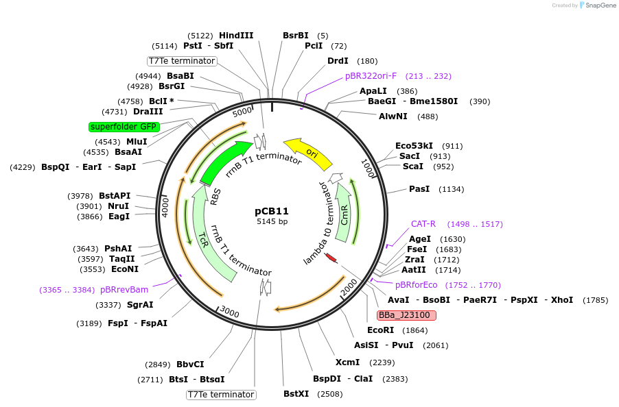 201111-plasmid-map-sequence-id-403029