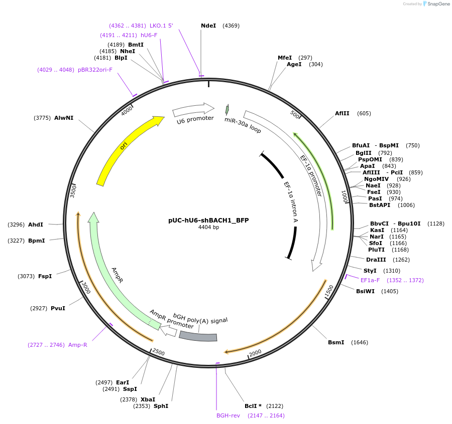 199217-plasmid-map-sequence-id-403108