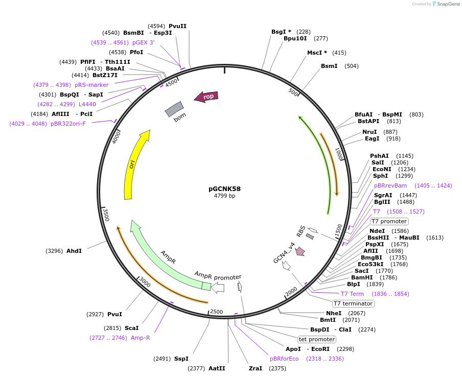 202461-plasmid-map-sequence-id-403118