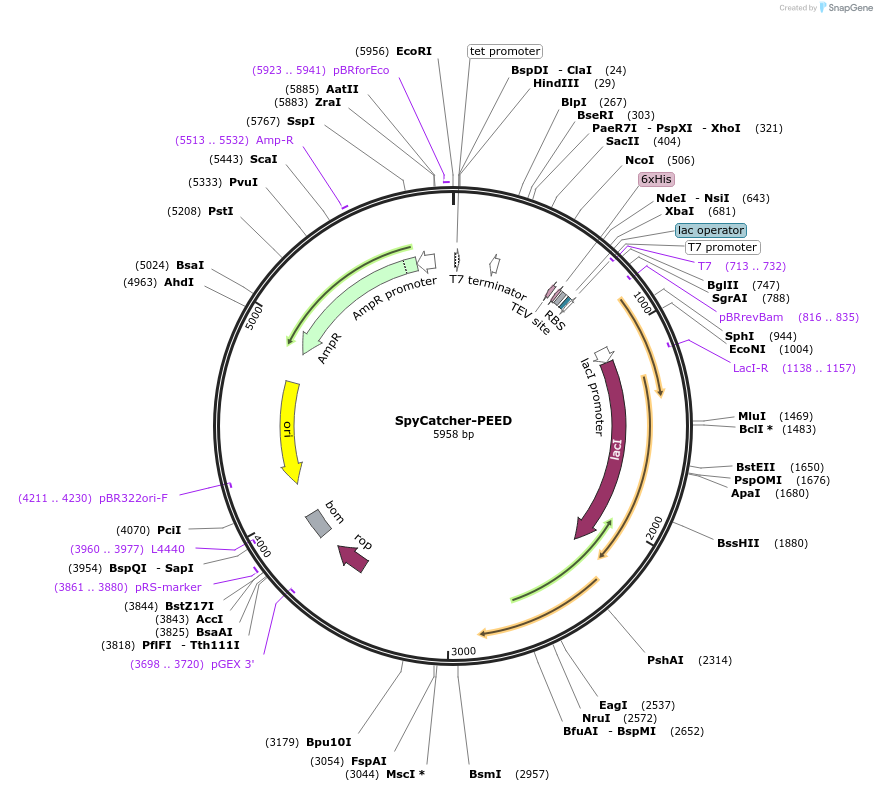 201195-plasmid-map-sequence-id-403123