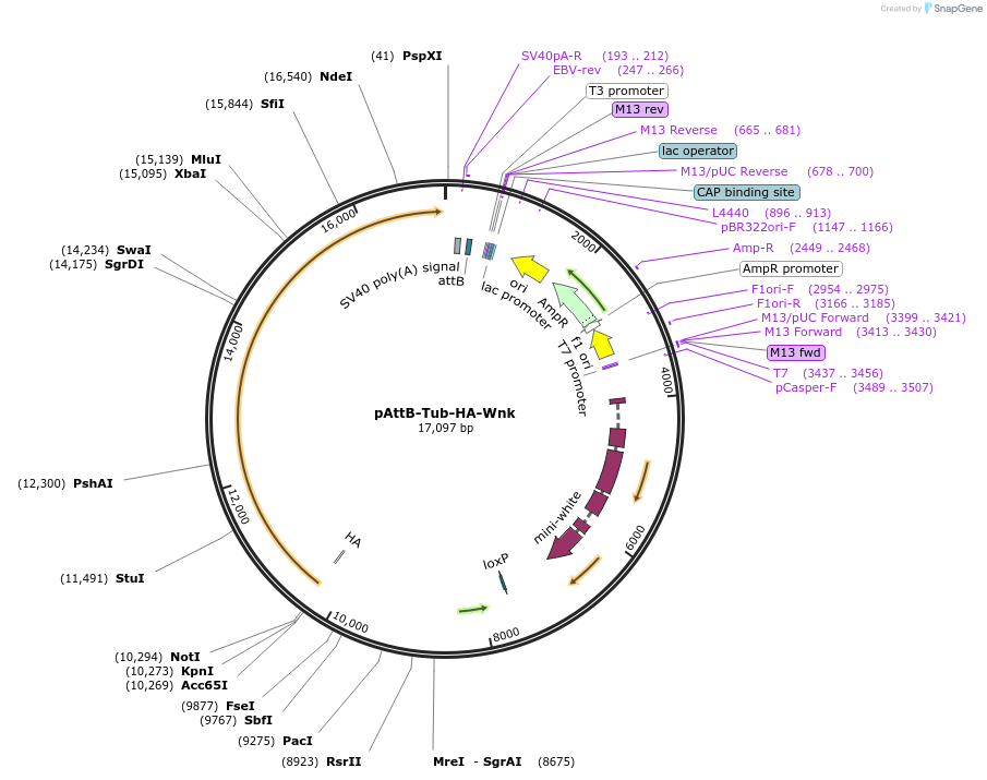 203968-plasmid-map-sequence-id-403124