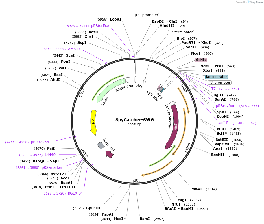 201194-plasmid-map-sequence-id-403125