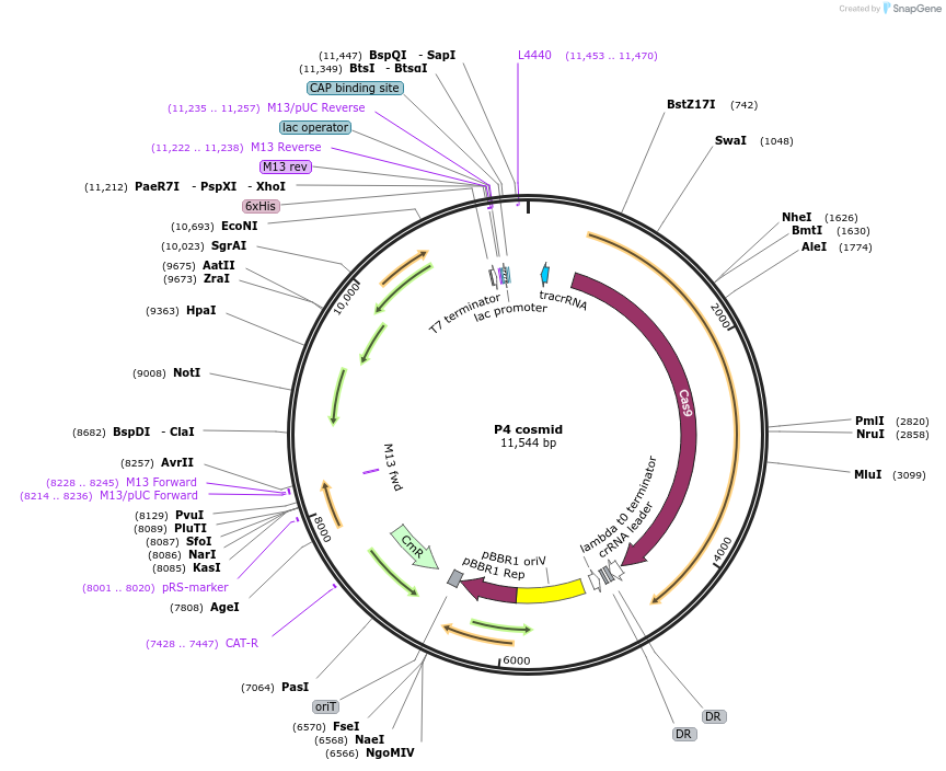 196335-plasmid-map-sequence-id-403126