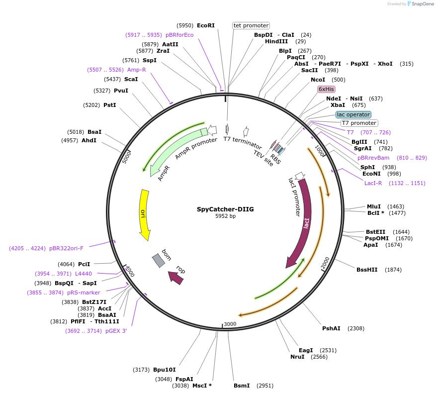 201196-plasmid-map-sequence-id-403130