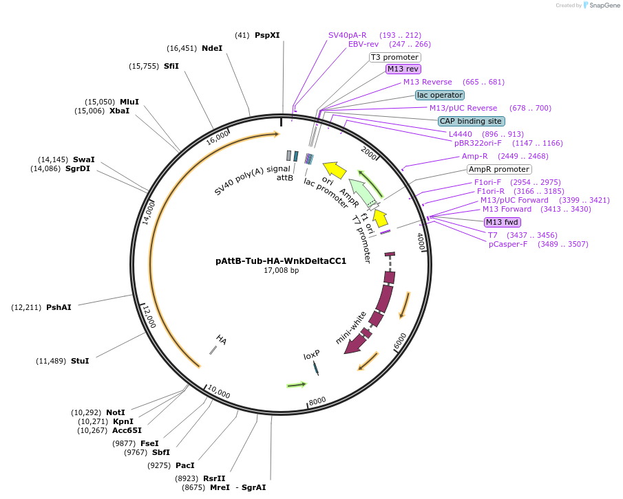 203973-plasmid-map-sequence-id-403135