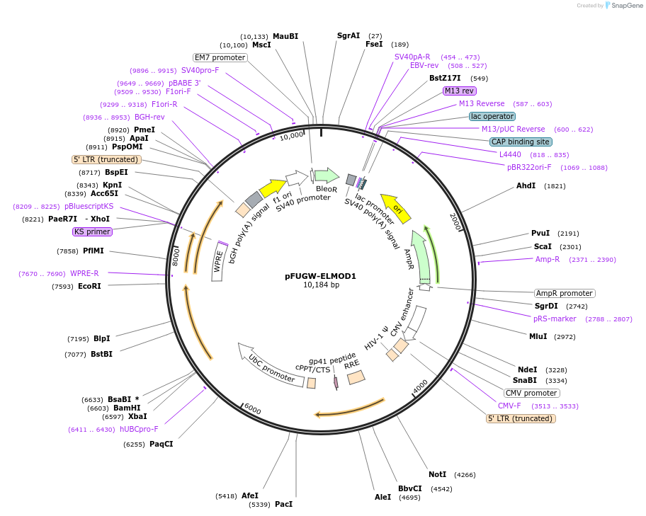 201894-plasmid-map-sequence-id-403139