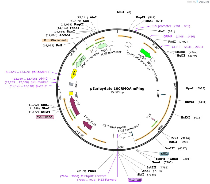 196137-plasmid-map-sequence-id-403140