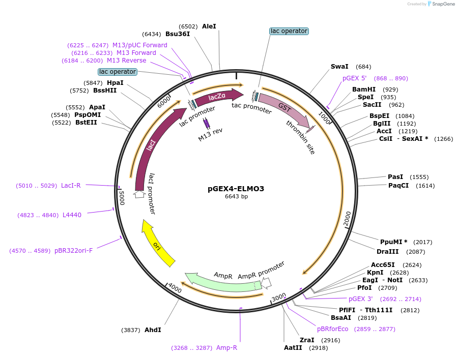 201890-plasmid-map-sequence-id-403146