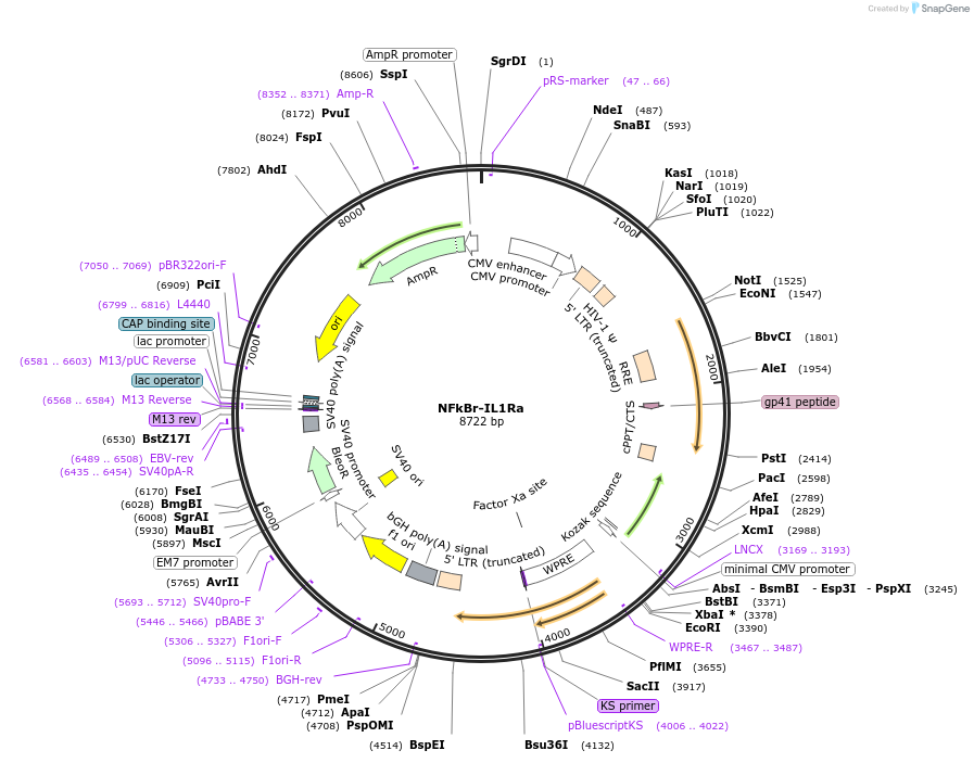 183065-plasmid-map-sequence-id-403148