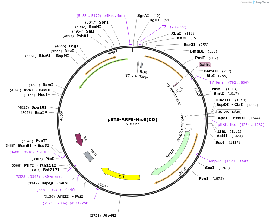 201886-plasmid-map-sequence-id-403150