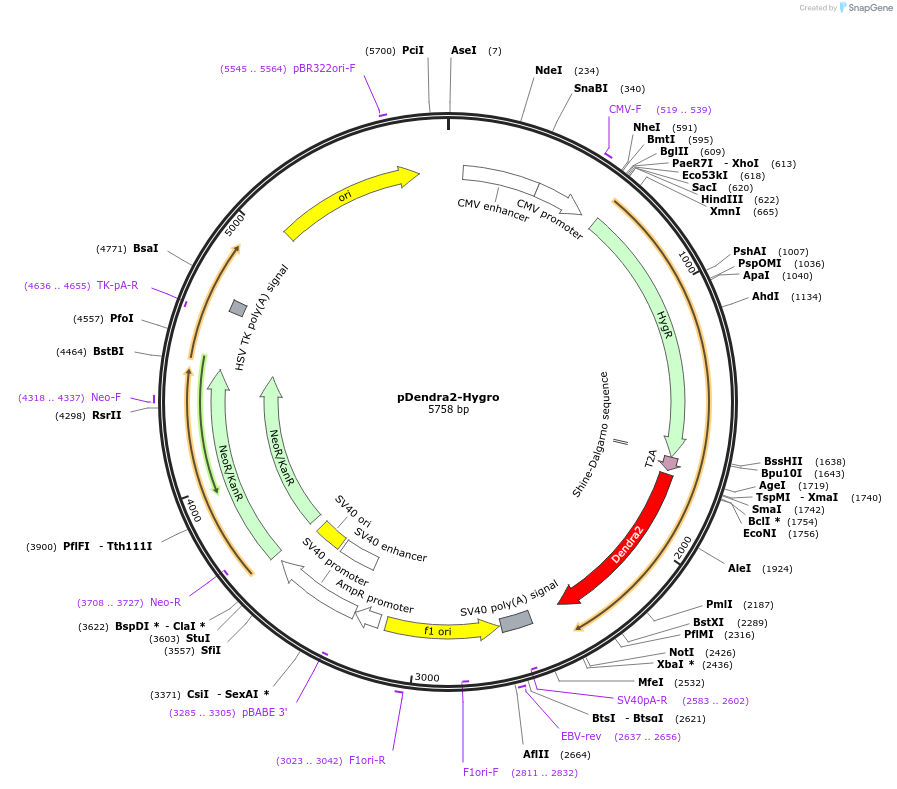 202407-plasmid-map-sequence-id-403151