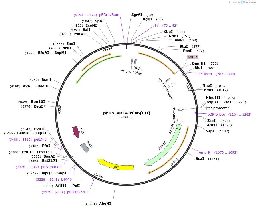 201885-plasmid-map-sequence-id-403153