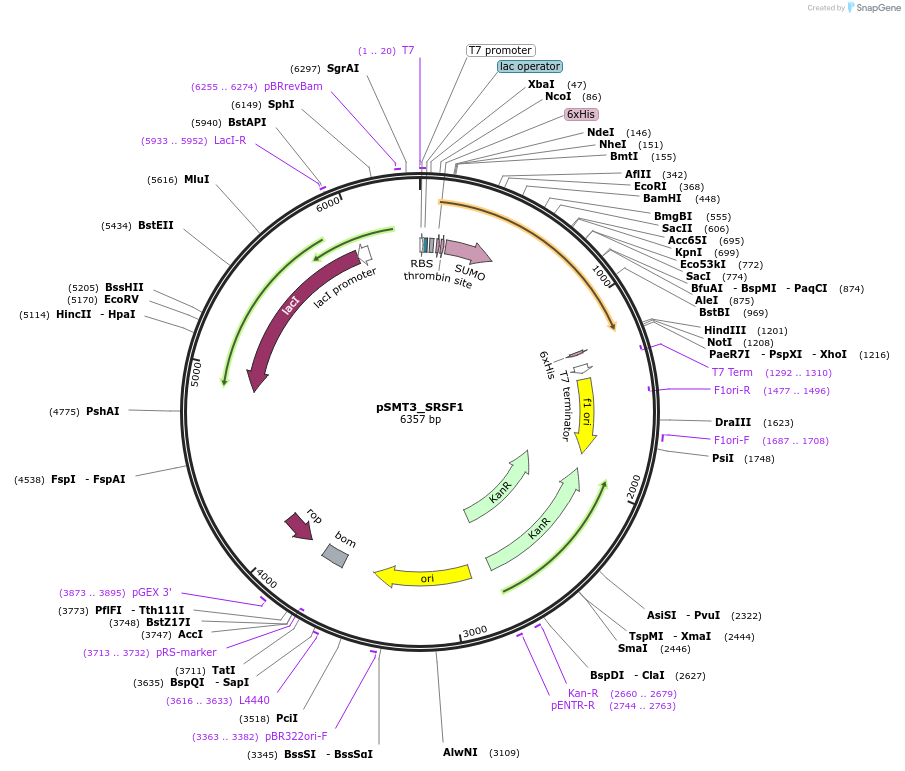 201056-plasmid-map-sequence-id-403166