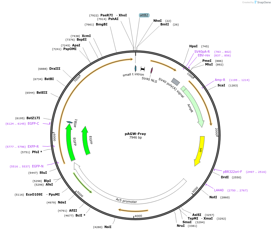 203979-plasmid-map-sequence-id-403220